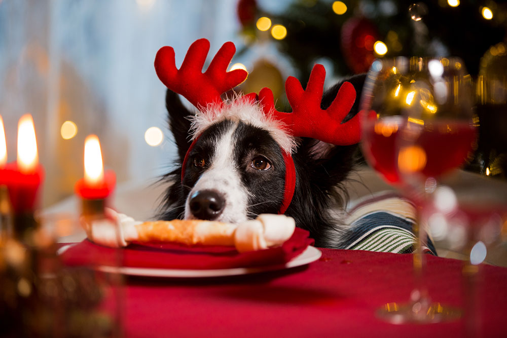 A black and white dog wearing red reindeer antlers sits at a festive table with a red tablecloth, decorations, candles, and a glass of wine. The dog has its head resting on the table, eyeing a plate of food. A Christmas tree stands in the background—looks like even the vet’s loyal companion is ready to celebrate!