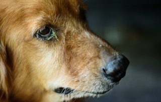 Close-up of an older dog's face, showing its right side. The dog has a golden-brown coat, with noticeable aging around its eye and muzzle. Its expression appears calm and contemplative, reminiscent of the peaceful demeanor one might see after a reassuring visit to the veterinarian. The background is dark and blurred.