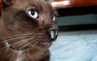 A close-up of a brown cat with blue eyes and a collar, showing a runny nose. The background appears to be indoors with tiled flooring and wooden furniture visible, suggesting the cat might need a visit to the veterinarian.