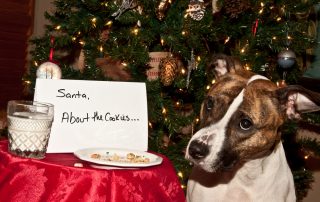 A dog sits next to a decorated Christmas tree, looking guilty. In front of the dog is a plate with cookie crumbs and a note that reads, “Santa, About the cookies...” A glass of milk is also on the table, which is covered with a red cloth. Santa might need to call the vet on this one!