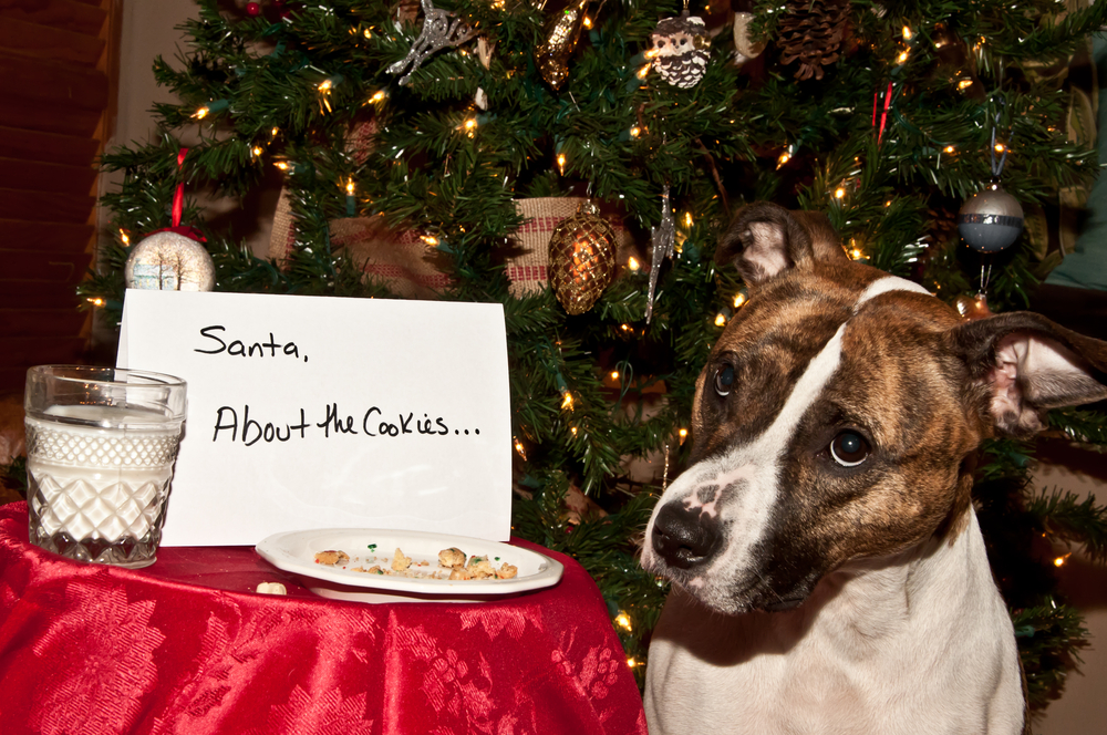 A dog sits next to a decorated Christmas tree, looking guilty. In front of the dog is a plate with cookie crumbs and a note that reads, “Santa, About the cookies...” A glass of milk is also on the table, which is covered with a red cloth. Santa might need to call the vet on this one!