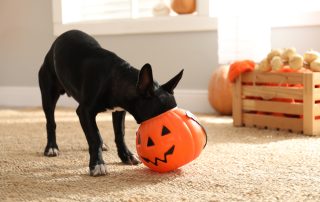 A small black dog has its head inside an orange pumpkin-shaped Halloween candy bucket. The scene is set indoors with a wooden crate of pumpkins and gourds in the background. Bright sunlight is streaming through a window, giving the room a cheerful atmosphere that any vet would find charming.
