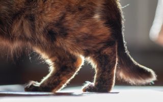 A close-up photo of a cat's hind legs and tail, bathed in soft natural light. The fur, a mix of brown, black, and orange shades, gives it a tortoiseshell appearance. The background is blurred, focusing all attention on the cat's fur and legs, as if ready for a Veterinarian's careful inspection.
