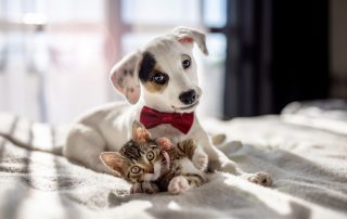 A small white puppy with brown patches, wearing a red bow tie, lies on a sunlit bed next to a tiny tabby kitten. The puppy tilts its head curiously, while the kitten looks up with wide eyes, both appearing playful and cuddly—clearly thriving under their veterinarian's care.