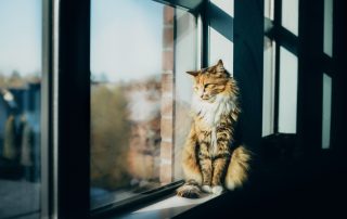 Fluffy tabby cat sitting on a windowsill, basking in the sunlight. The outside scenery is slightly blurred, highlighting the cat’s content expression as it gazes outside. After a visit to the vet, it seems even more relaxed. Shadows from the window create patterns on the wall and floor.