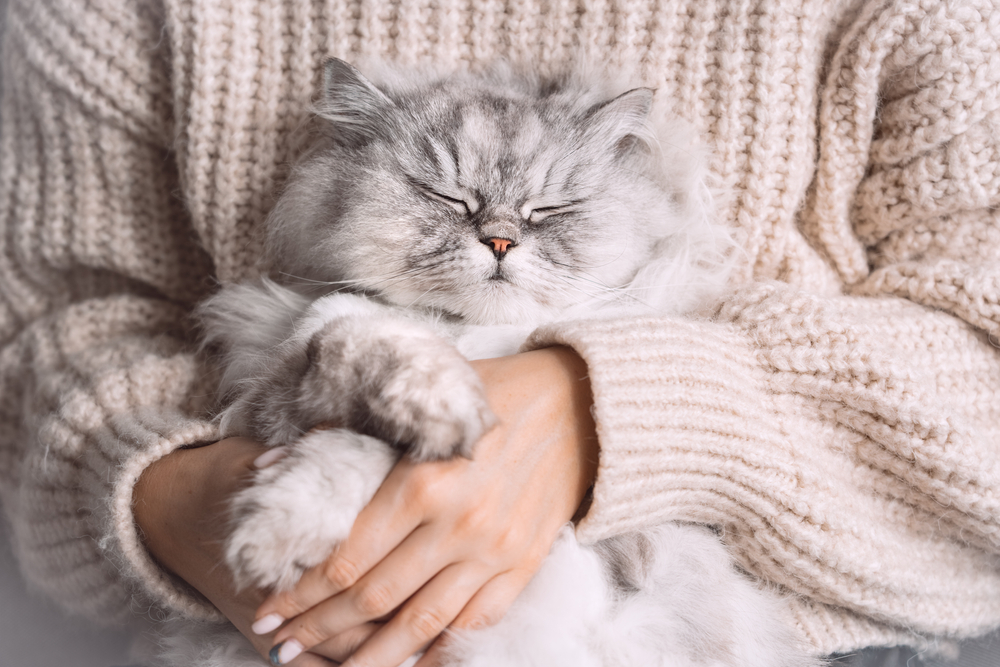 A fluffy, grey Persian cat is peacefully sleeping in the arms of a person wearing a cream-colored, knitted sweater. The person's hands are gently cradling the content and relaxed cat, as if it had just returned from a comforting visit to the vet.