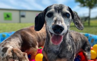A close-up of a happy, senior dog with a gray and black coat standing in a colorful ball pit outdoors. The dog has a relaxed and cheerful expression, with its tongue hanging out. Another dog is partially visible beside it. A building and trees are in the background, perhaps near their veterinarian's clinic.