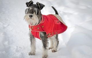 A small black and white dog with a scruffy beard stands in the snow, wearing a red coat with tan buttons and a fleece lining. Its ears are perked up, and its fur is slightly tousled, showcasing the care of its attentive veterinarian.