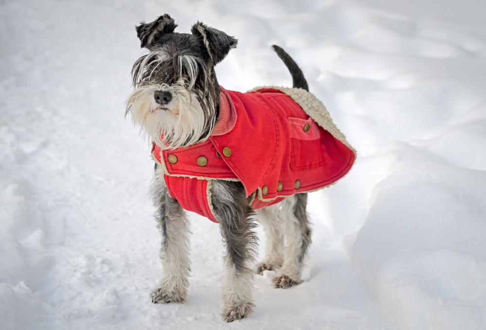 A small black and white dog with a scruffy beard stands in the snow, wearing a red coat with tan buttons and a fleece lining. Its ears are perked up, and its fur is slightly tousled, showcasing the care of its attentive veterinarian.