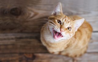 A ginger tabby cat with white accents on its chest and face looks up at the camera with its mouth open, appearing to meow. The background consists of wooden floorboards, making it seem like a candid moment caught at the vet.