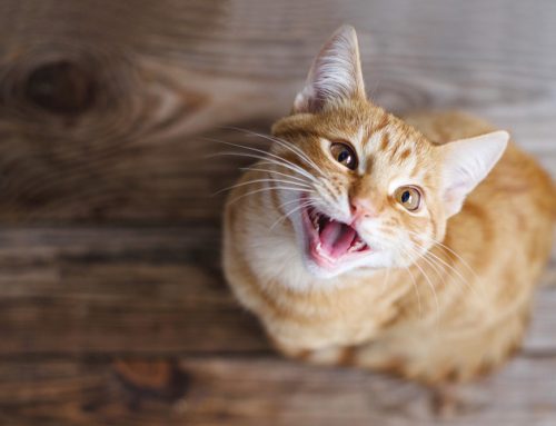 How to Protect Your Pet’s Dental Health