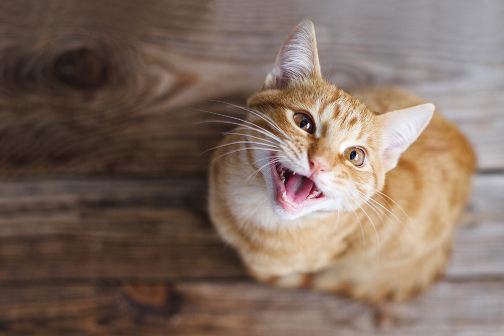 A ginger tabby cat with white accents on its chest and face looks up at the camera with its mouth open, appearing to meow. The background consists of wooden floorboards, making it seem like a candid moment caught at the vet.