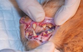 A veterinarian wearing white gloves examines the open mouth of an orange cat, revealing the cat's teeth and gums. The cat's tongue and some dental tartar are visible. The vet conducts the examination on a white textured surface.