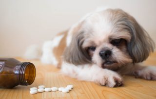 A small dog with white and brown fur lies on a wooden floor, looking towards several white pills scattered near an open brown pill bottle. The dog appears curious or concerned about the pills, perhaps wondering if a visit to the veterinarian is imminent.