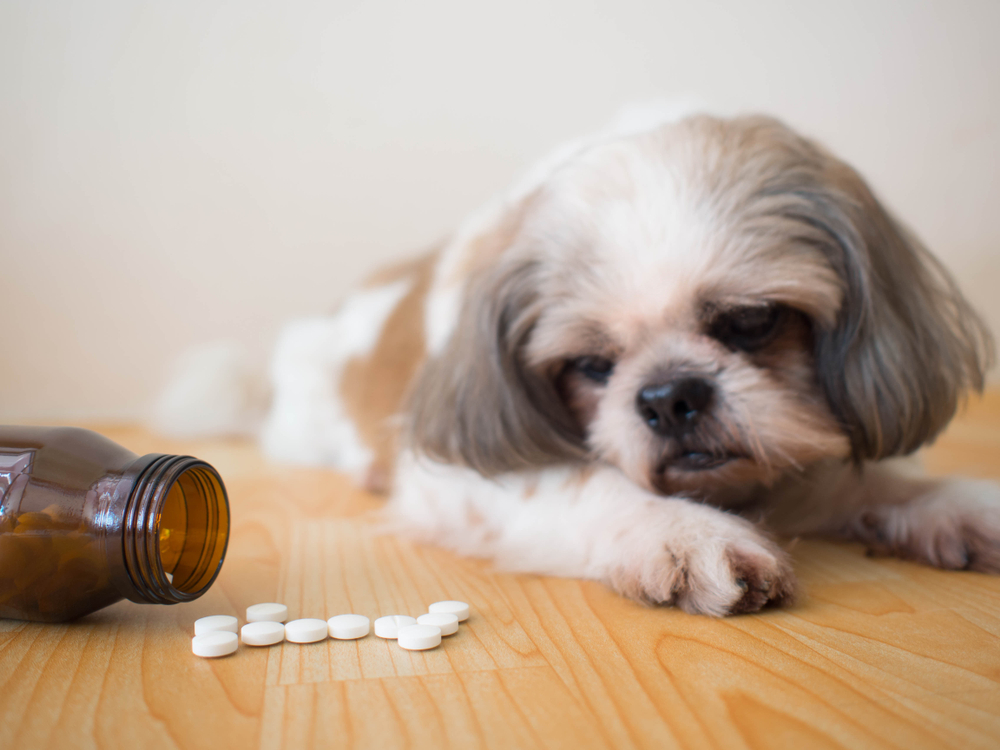 A small dog with white and brown fur lies on a wooden floor, looking towards several white pills scattered near an open brown pill bottle. The dog appears curious or concerned about the pills, perhaps wondering if a visit to the veterinarian is imminent.