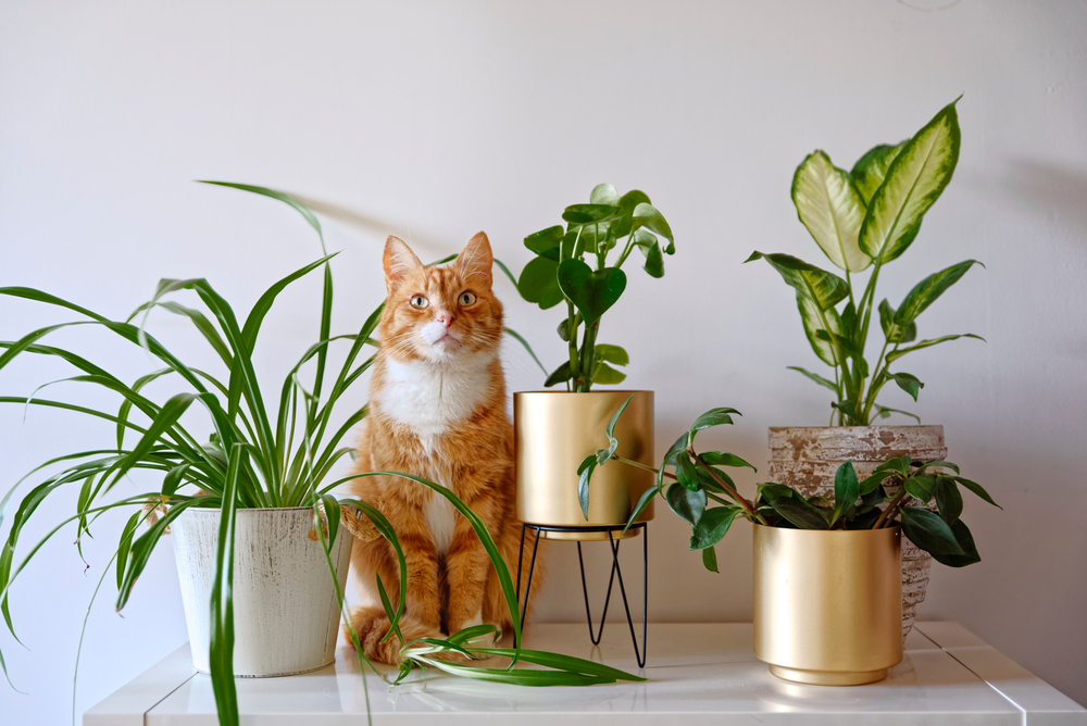 A ginger cat sits on a white surface surrounded by various potted plants, including a spider plant, a leafy plant on a black stand, and two other green plants in gold pots. The background is a plain white wall. The cat looks towards the camera as if posing for its next visit to the vet.