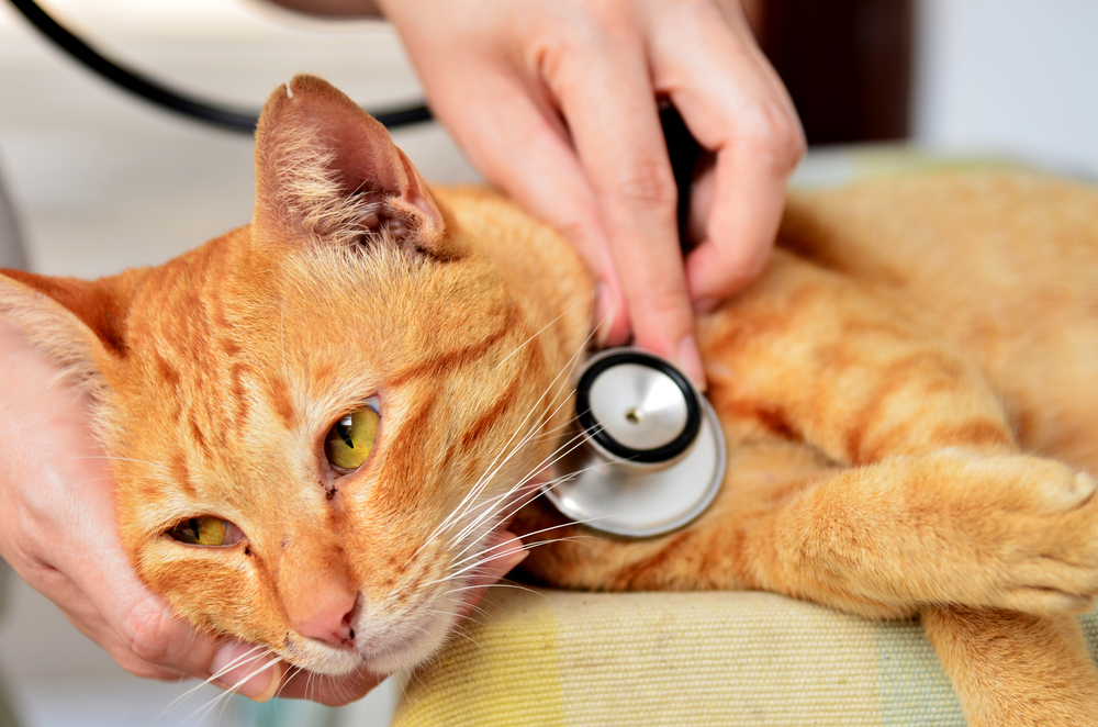 A ginger-colored cat lies on its side as a veterinarian's hand holds a stethoscope to its chest, appearing to check its heartbeat. The cat looks calm and relaxed during the examination.