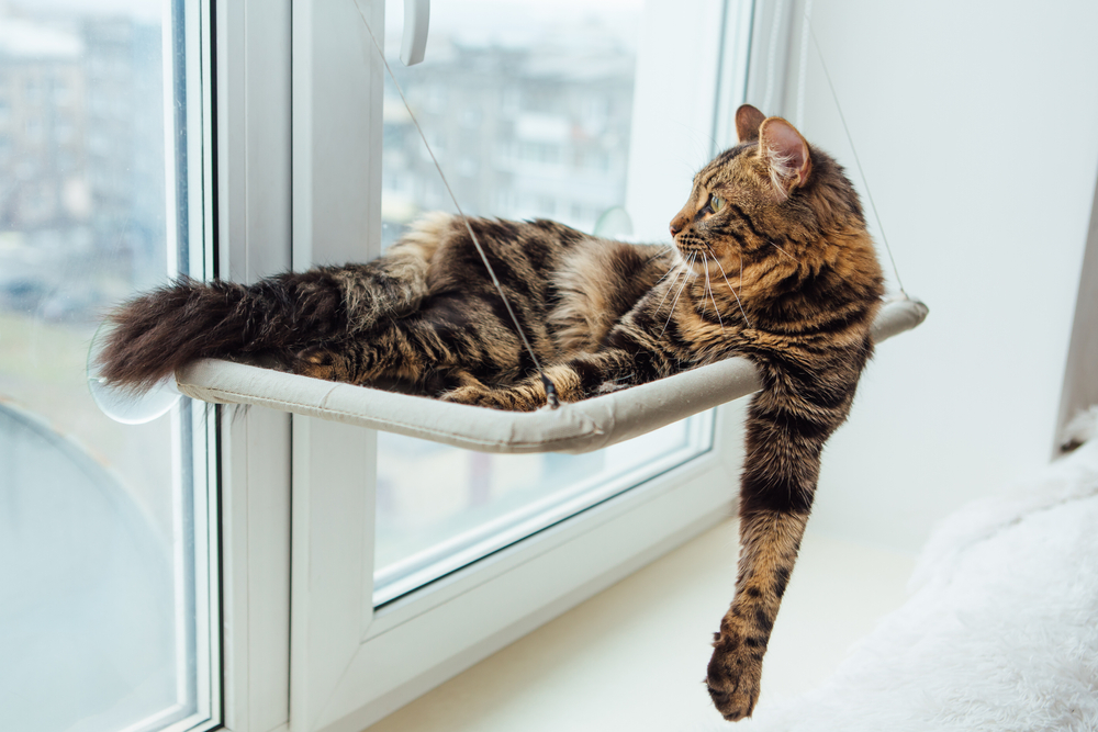 A brown tabby cat lounges on a window-mounted hammock, looking outside. The cat is resting comfortably with one paw hanging off the edge. Having just returned from a check-up at the veterinarian, it enjoys a peaceful moment as the window provides a view of a blurry, urban landscape in the background.