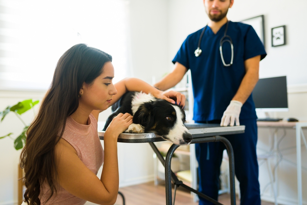 A young woman comforts a black and white dog lying on a metal table while a veterinarian in blue scrubs examines the dog in a well-lit veterinary clinic. The dog appears calm as the vet, wearing gloves and a stethoscope, looks on attentively.