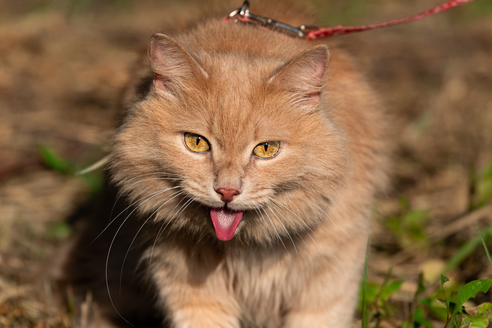 A fluffy orange cat with bright yellow eyes is seen outdoors on a leash. The cat has its mouth open and tongue sticking out, with a background of earth and scattered greenery visible. The sunlight enhances the cat's fur, giving it a warm, golden glow—a picture-perfect moment for any vet to admire.