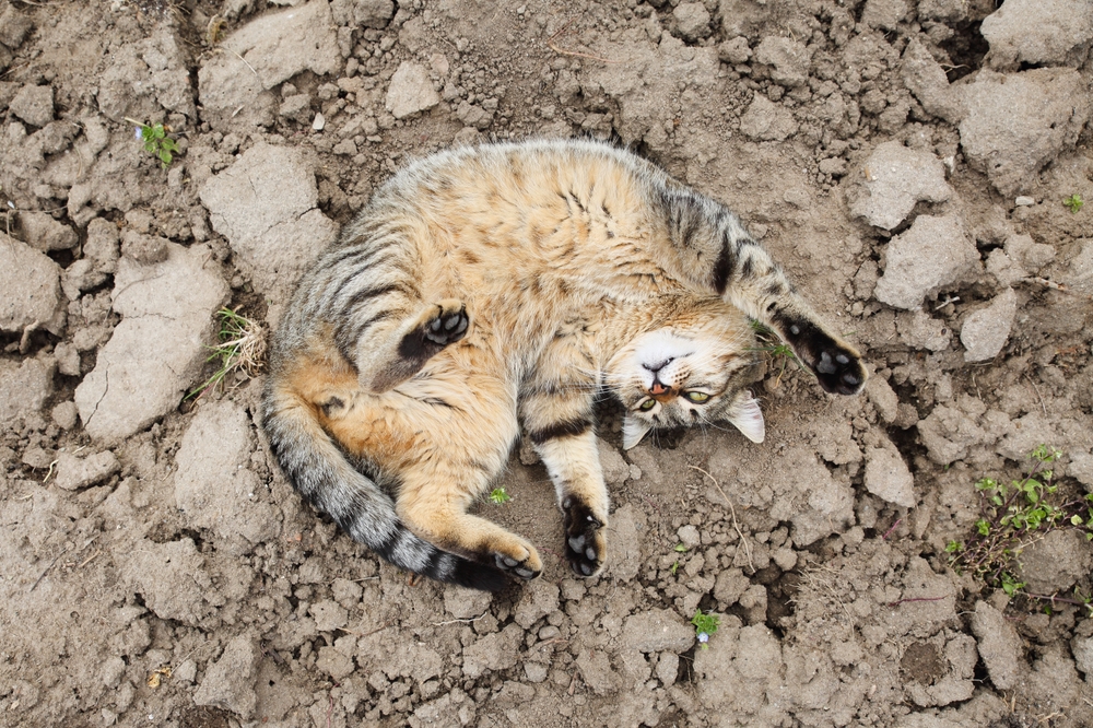 A tabby cat lies on its back with its paws up, stretching and rolling on uneven, dry soil. The cat's eyes are half-closed, and its striped fur contrasts with the rough, brown earth. Small green plants are scattered around the soil as if a veterinarian had carefully arranged them for a natural setting.