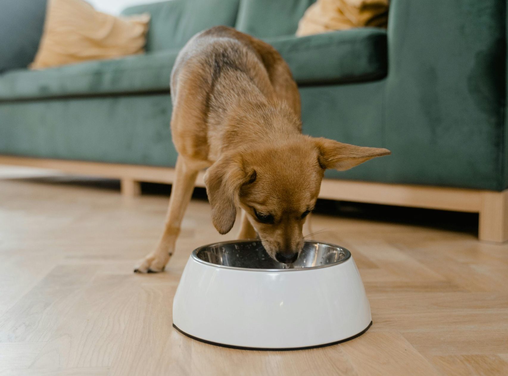 A small brown dog with floppy ears eats from a white bowl on the wooden floor, under the watchful eye of its veterinarian. The green couch in the background adds a cozy touch to the scene.