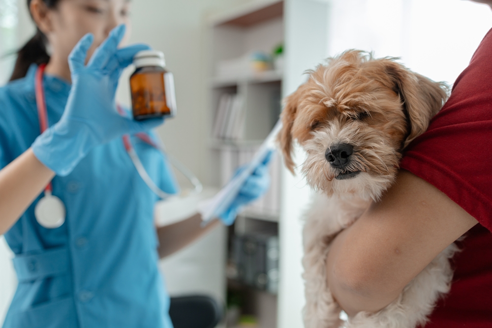 A small, fluffy dog is being held by a person wearing a red shirt, while a veterinarian in blue scrubs and gloves examines a brown medicine bottle in the background. The setting appears to be a veterinary clinic.