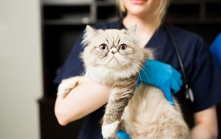 A fluffy, wide-eyed cat is being held by a person in blue gloves and navy scrubs. The cat looks alert and slightly curious.