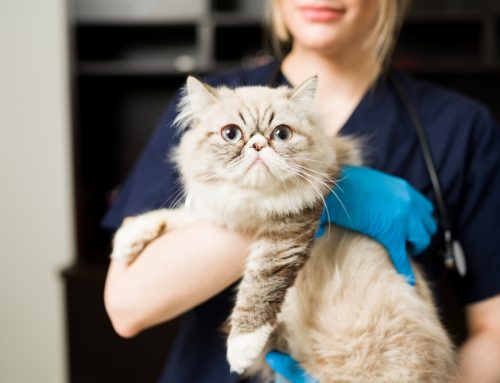 Is Your Cat at Risk? Expert Insights on Managing Chronic Kidney Disease