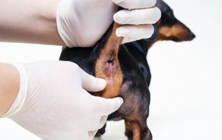 A veterinarian wearing white gloves examines a small dog's back leg. The dog is black with brown fur patches and is partially visible, facing away from the camera against a white background.