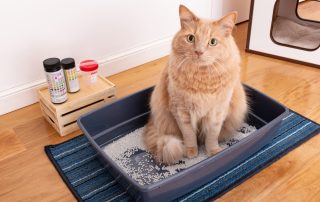 A fluffy orange cat sits in a blue litter box on a striped rug. Next to the box is a wooden crate holding containers of testing strips. The background shows a portion of a cat house with a circular entrance.