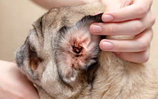 A person gently examines the inflamed and red inner ear of a pug, highlighting the ear's condition. The pug appears calm during the inspection.