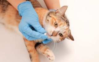 A cat lies down as a person wearing blue gloves gently holds its mouth open to administer a small pill. The cat looks calm and has a mix of ginger, white, and gray fur. The background is plain white.