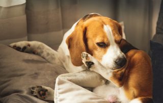 A beagle dog sits on a couch, scratching its ear with its hind paw. The scene is softly lit by sunlight filtering through curtains, with cushions providing a cozy background. The dog appears relaxed and content.
