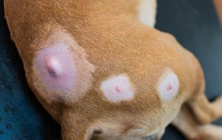 Close-up of a dog's back showing three shaved areas with skin irritation: two smaller red spots and one large, raised bump. The dog's fur is light brown, and the background is a dark surface.