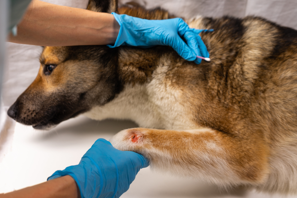 A German Shepherd lies on a table while a veterinarian, wearing blue gloves, examines a wound on the dog's leg. The dog looks calm and the background is white, suggesting a clinical setting.