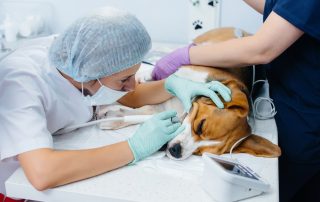 A veterinarian wearing a mask and gloves examines a dog's eyes with a tool as the dog lies calmly on a table. Another person assists, gently holding the dog. Veterinary equipment is visible nearby.