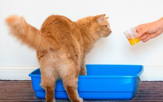 A fluffy orange cat standing in a blue litter box looks at a hand holding a small container of yellow liquid. The background is a plain white wall, and the floor is covered with a striped rug.