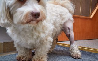 A small white dog with curly fur stands indoors. Its back leg is shaved and stitched from surgery. The background shows a wooden wall and steps. The dog's expression is calm.