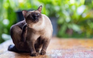 A Siamese cat sits on a wooden surface, scratching its head with a hind leg. The background is a blur of green foliage, suggesting a garden setting.