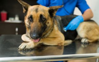 A German Shepherd lies on a metal examination table at a veterinary clinic. A veterinarian in blue scrubs and gloves is using a stethoscope to check the dog's heartbeat. The dog looks calm with its tongue slightly out.