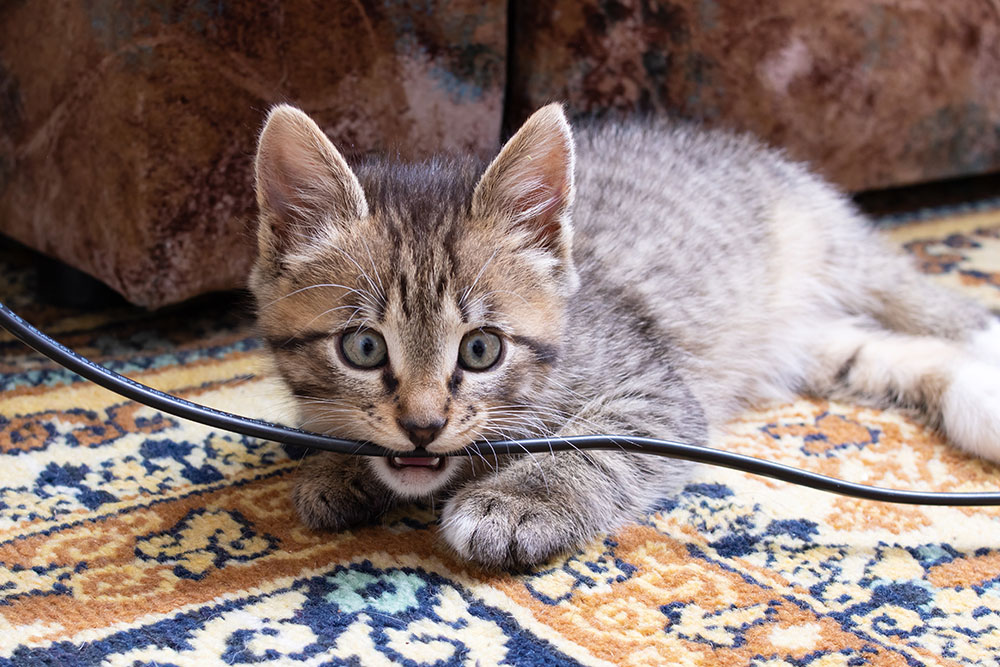 A gray tabby kitten lies on a patterned rug, playfully biting a black cable with its mouth open and eyes wide.