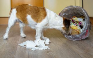 A small brown and white dog rummages through a tipped-over trash can, with pieces of trash and paper scattered on a wooden floor.