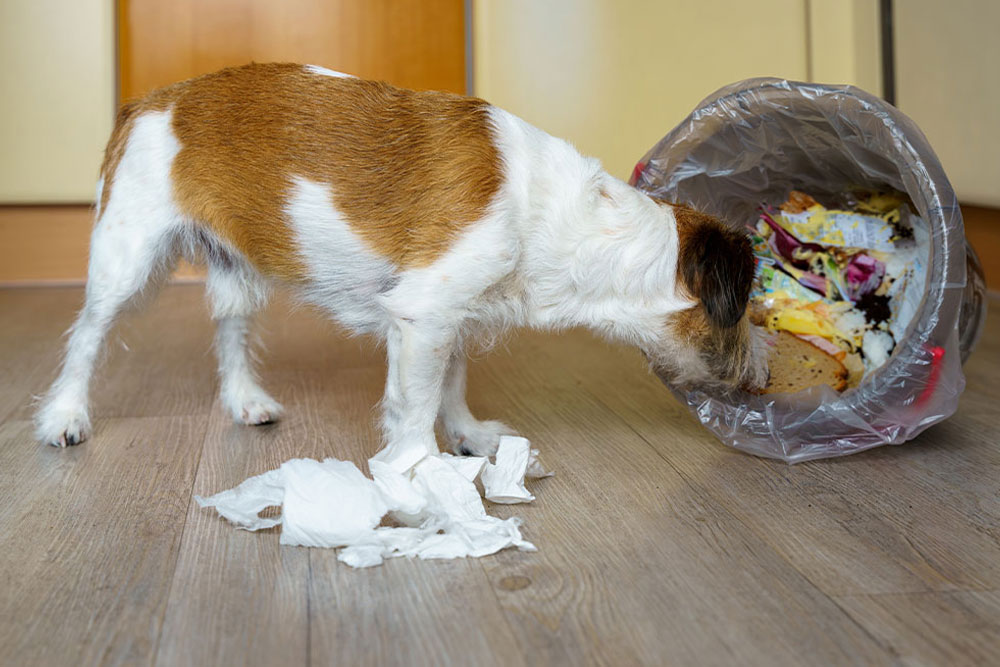 A small brown and white dog rummages through a tipped-over trash can, with pieces of trash and paper scattered on a wooden floor.