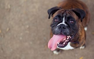 A brown and black Boxer dog with a white chest sits on a dirt ground, looking up with its mouth open and tongue hanging out, appearing happy and playful.