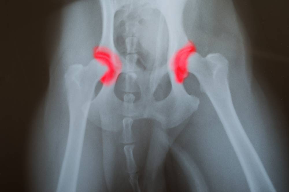 X-ray image of a dog's hips showing highlighted red areas around the joints, indicating possible inflammation or hip dysplasia.