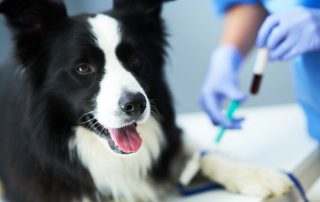 A black and white dog lies on an exam table with its tongue out while a veterinarian in blue gloves prepares to draw blood from the dog's leg using a syringe.