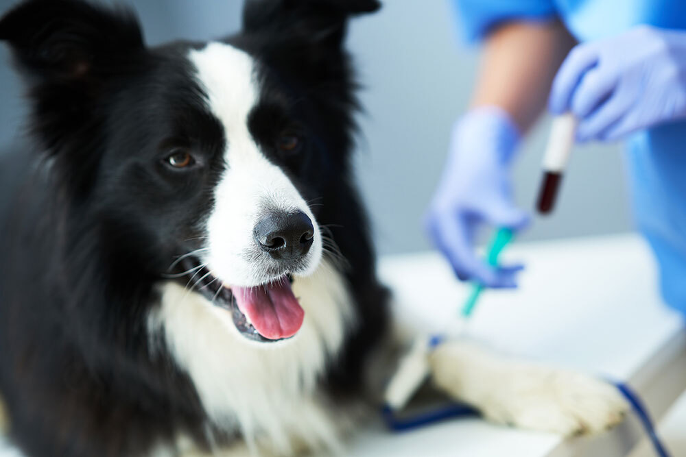 A black and white dog lies on an exam table with its tongue out while a veterinarian in blue gloves prepares to draw blood from the dog's leg using a syringe.