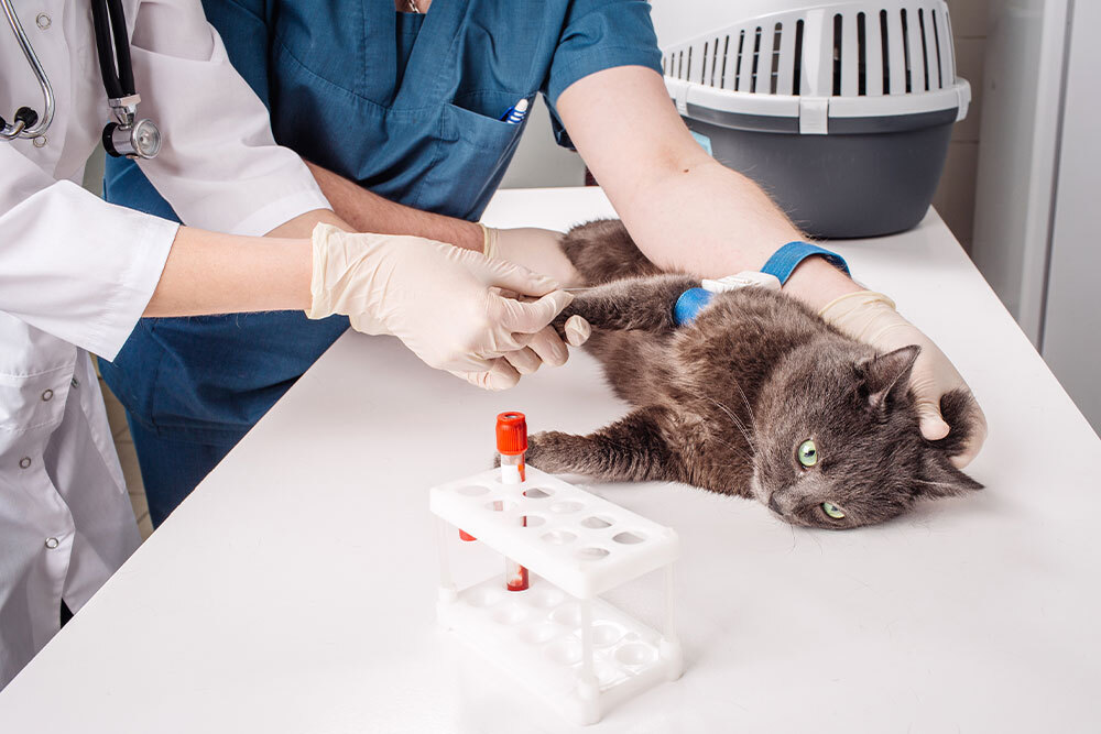 A gray cat lies on a veterinary exam table while two vets, wearing gloves, draw blood from its leg. A test tube with blood and a pet carrier are visible in the background.