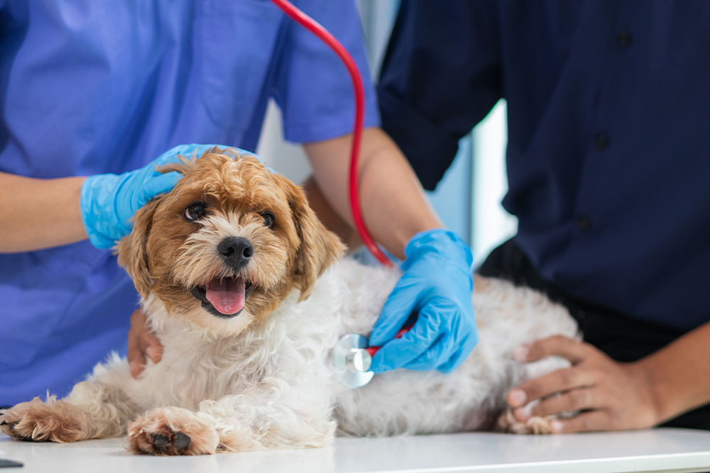 A small, happy dog lies on a table as a veterinarian in blue gloves uses a stethoscope to check its chest. Another person gently holds the dog, who appears relaxed and content during the exam.